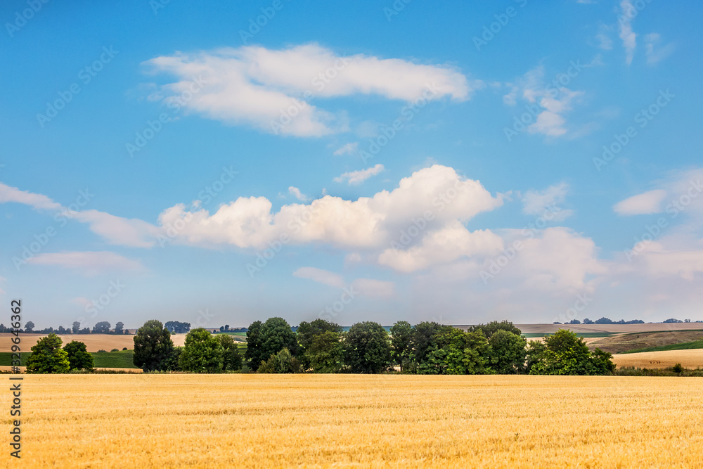 Rural landscape with wheat field, trees in the distance and picturesque blue sky with white clouds_