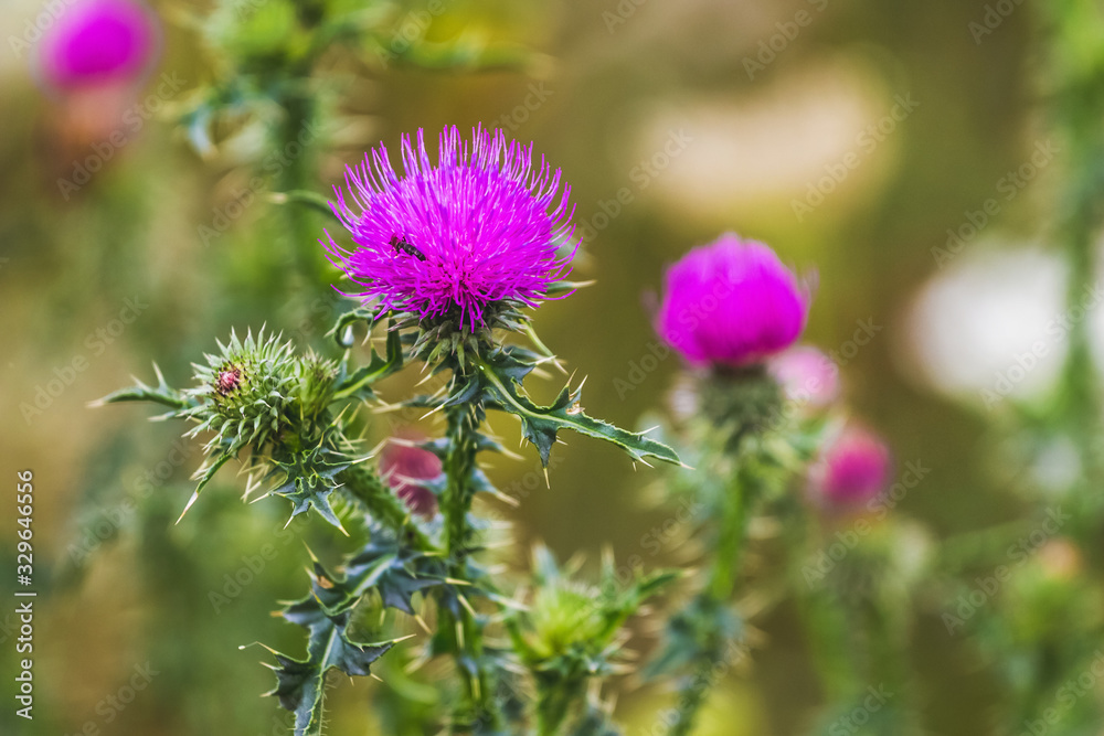 Thistle in the flowering period on a blurred background, weeds in the garden_ Thistle in the flowering period on a blurred background, weeds in the garden_