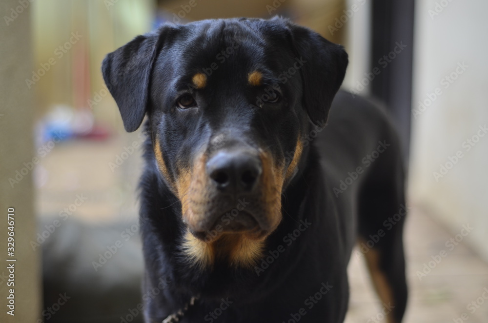 Rottweiler Rottweiler