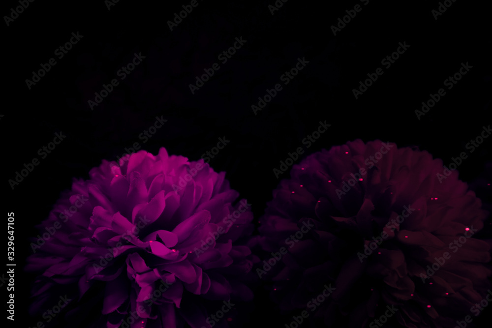 Beautiful abstract color blue pink and purple flowers on black background  and blue graphic white flower frame and pink leaves texture, purple  background, pink flower, colorful flowers graphics banner Stock Photo |