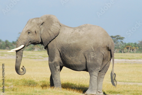 Elephant standing still