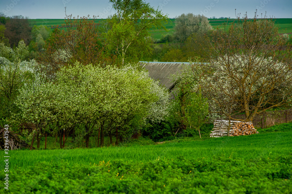 Obraz premium Spring in the countryside. Blooming tree in spring against the backdrop of storm sky
