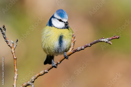 Cyanistes caeruleus (Eurasian Great Tit) perched on a branch against an unfocused orange background