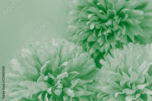 Beautiful abstract color white and green flowers on white background and white flower frame and green leaves texture, green background, colorful white banner happy valentine 