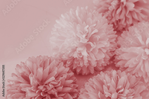 Beautiful abstract color white and red flowers on white background and white flower frame and pink leaves texture, light red background, colorful red banner happy valentine