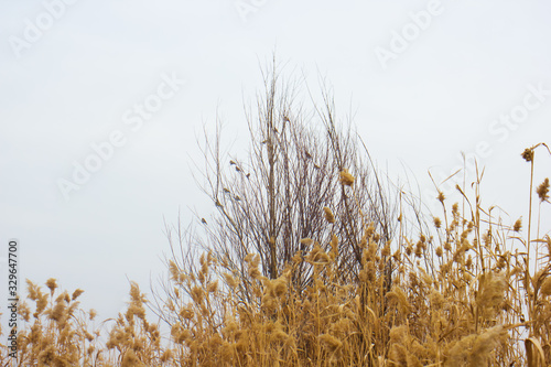 dry grass in the wind under the sky