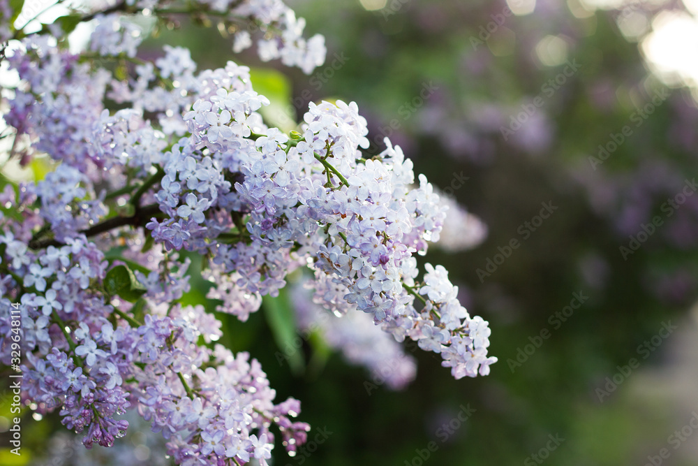 blooming lilac in the spring season. Purple Serenus with sunshine. Close-up