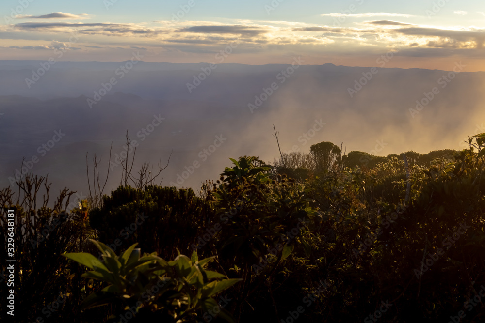 High mountain vegetation and shrubs in fog, Pico do Itambe, Minas Gerais, Brazil