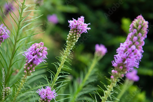 flowers of lavender