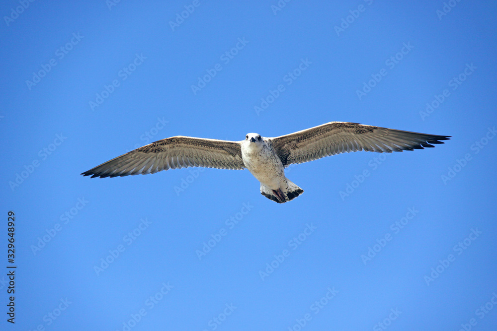 Beautiful seagull against the sky Beautiful seagull against the sky