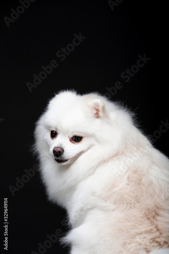 Beautiful dog breed Spitz on the backgrounds 