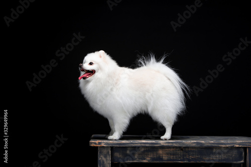 Beautiful dog breed Spitz on the backgrounds 