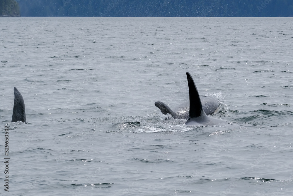 Fototapeta premium Three killer whales in Tofino with the fin above water, view from boat on two killer whale