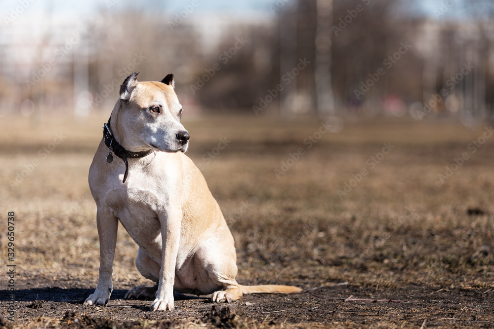 Old red dog walks outdoor at autumn day Old red dog walks outdoor at autumn day