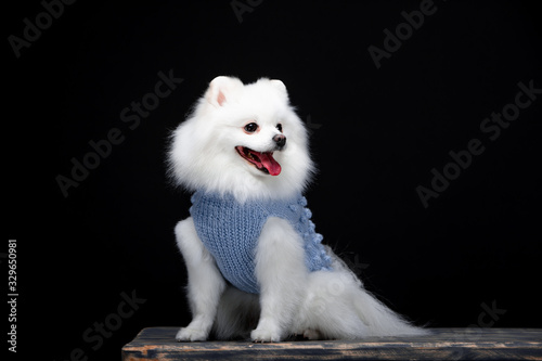 Beautiful dog breed Spitz on the backgrounds 