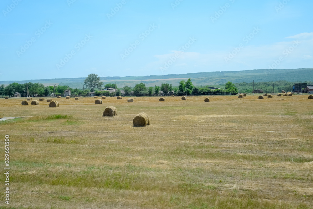 Field with bales of hay. Preparing hay for feeding animals. Newly beveled hay in bales on field.