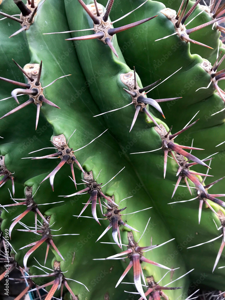 beautiful cactus with large thorns. Israeli vegetation beautiful cactus with large thorns. Israeli vegetation