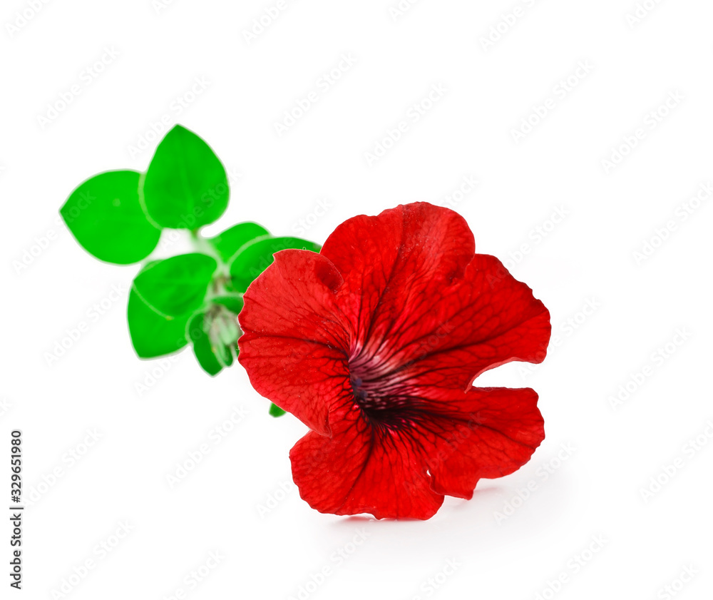 Red petunia flower isolated on a white background. Red petunia flower isolated on a white background.