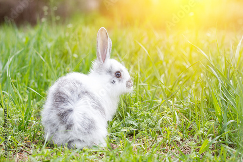 White fluffy rabbit on green grass. Easter Bunny. Little beautiful hare on a green meadow
