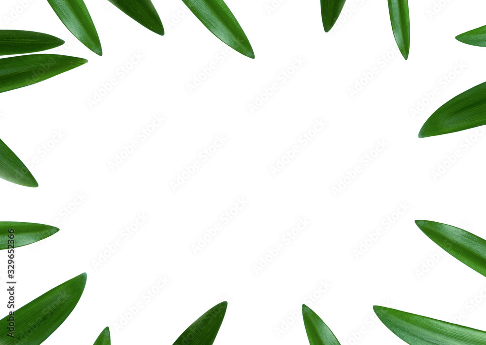 Green tropical  leaves frame. Flat lay. Minimal spring concept with tropical leaves on white. Copyspace in center of image.