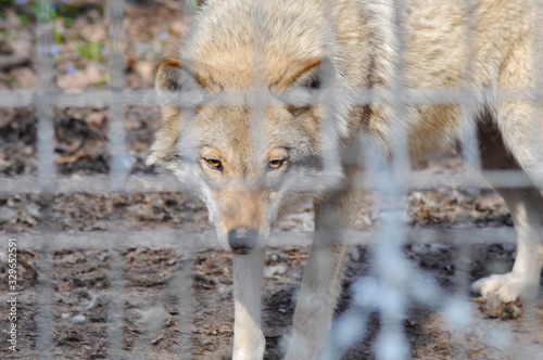 In captivity ( a wolf locked in an enclosure)