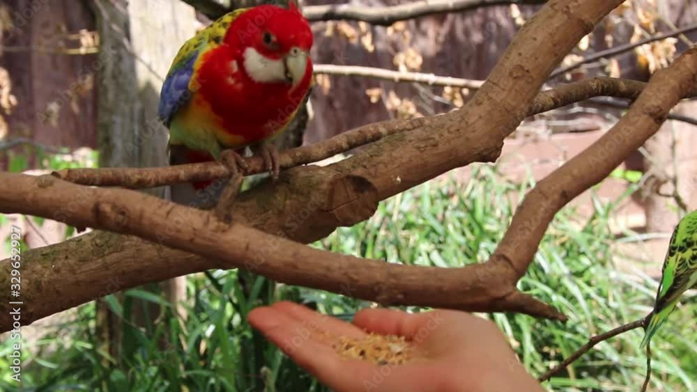Rosellasittich und Wellensittich fressen aus einer Hand