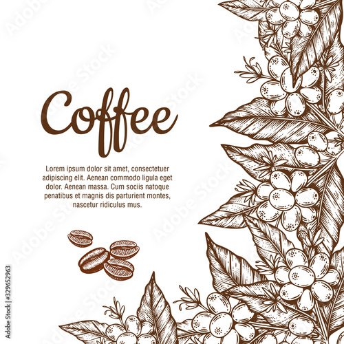 Vector banner template with branches of coffee tree with flowers, leaves, berries and beans. Border coffee plant