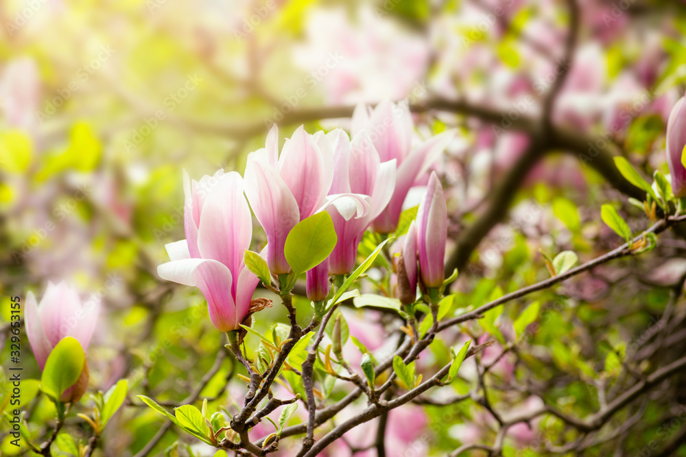 Obraz premium Blooming spring pink magnolias flowers fabulous garden on mysterious fairy tale springtime floral sunny bright glowing background with sun light, beautiful nature landscape