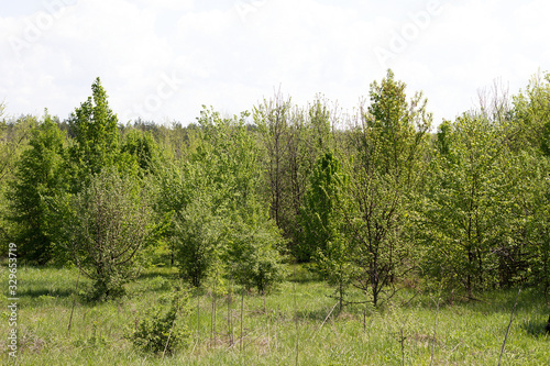 young forest, landscape of tranquil forest. Spring season