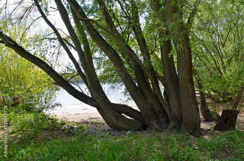 Fototapeta Naklejka Na Ścianę i Meble -  landschaftsidyll am rheinufer bei ilbersheim