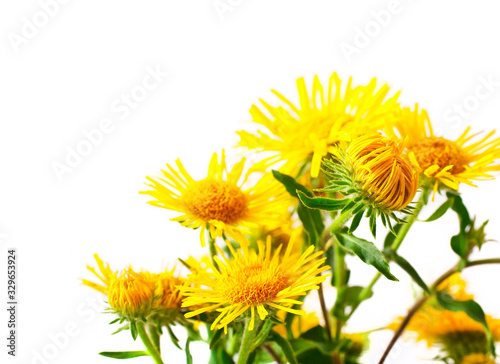 Inula yellow flowers isolated on a white background.