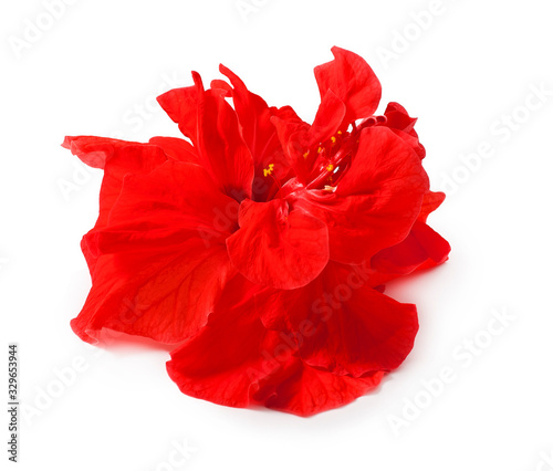 Hibiscus isolated on a white background.