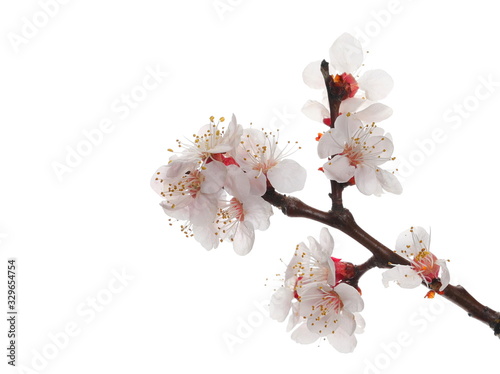 Картината върху платно Blooming cherry tree flowers isolated on white background, with clipping path