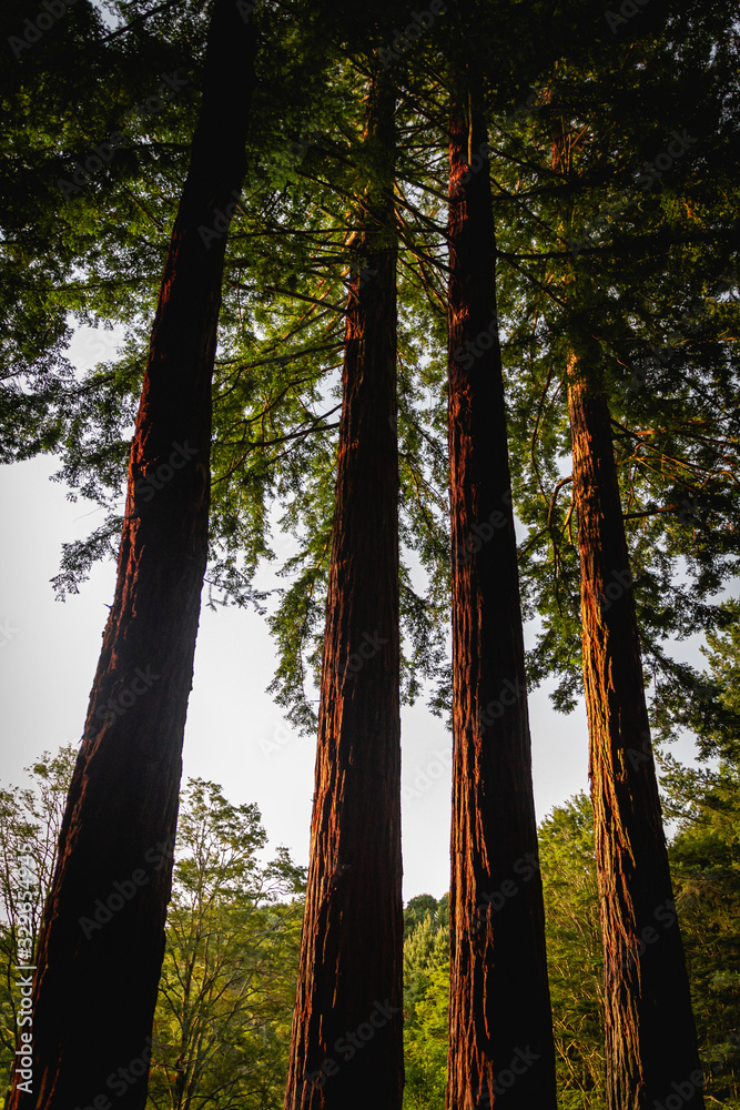 Obraz premium A redwood forest at dusk in New Zealand