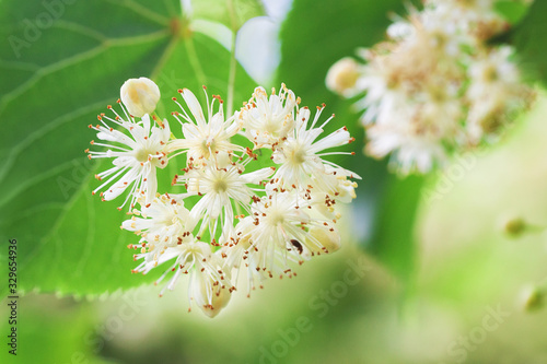 Photos Basswood flowers on tree with foliage