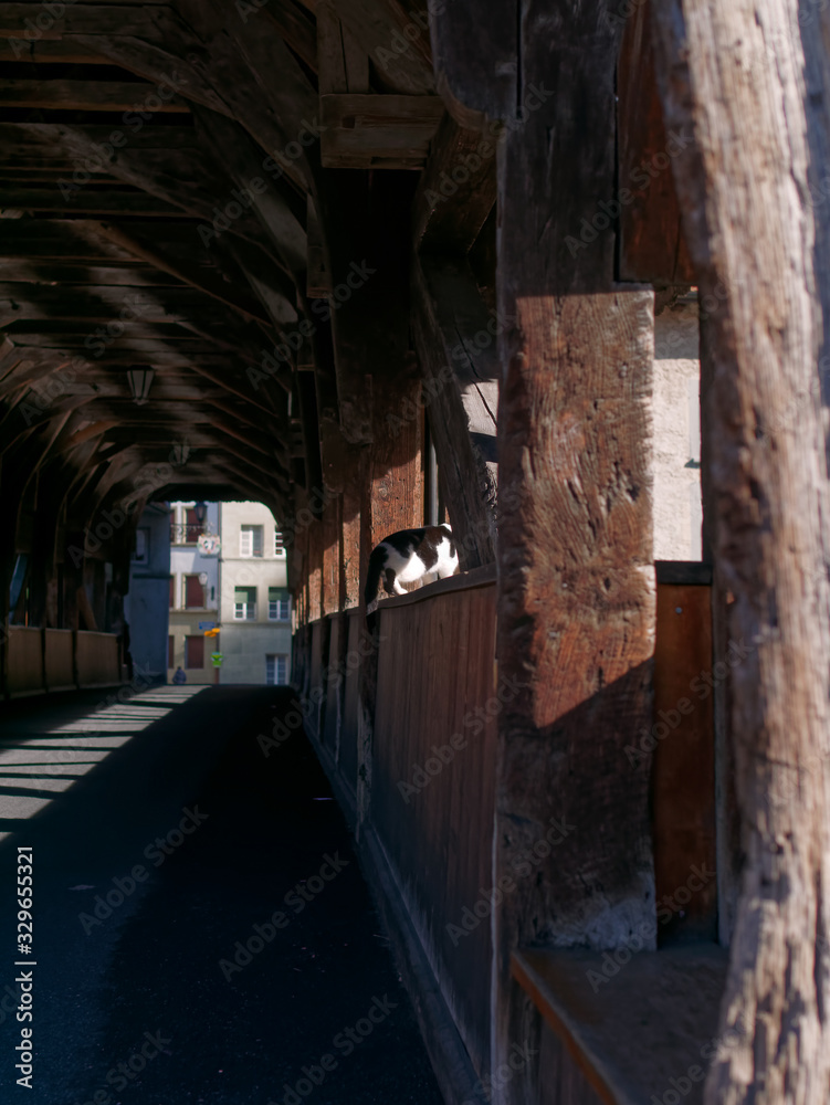 Cat on the wooden wall of the Bern Bridge or the Pont de Berne in Fribourg, Switzerland.