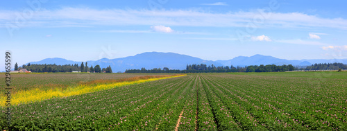 Scenic farm landscape in Skagit valley Washington