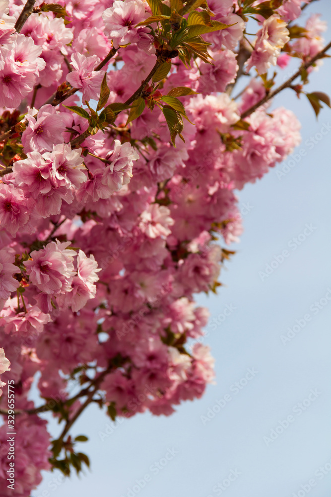 Japanese cherry blossom, or sakura, on light blue-sky background. Beautiful pink flowers in day light. Some sunlit petals are warm shades of white. Side view of branches covered with thick blooming. Japanese cherry blossom, or sakura, on light blue-sky background. Beautiful pink flowers in day light. Some sunlit petals are warm shades of white. Side view of branches covered with thick blooming.