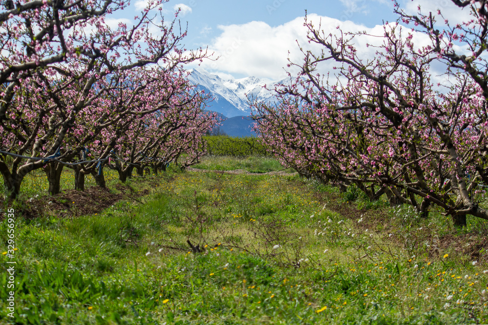 blossom peach rows and snowy mountains