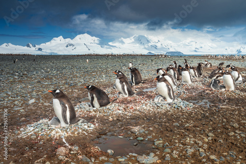 colony of penguins Gentoo on the coast in Antarctica