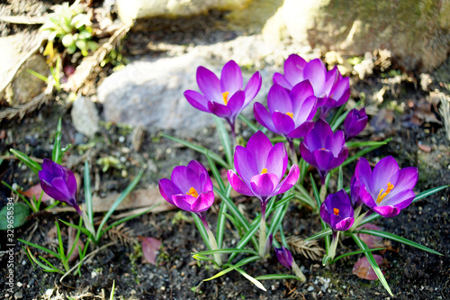 group of crocuses on a background of stones