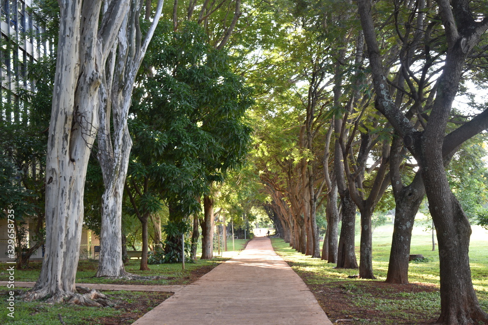 alley in the park alley in the park