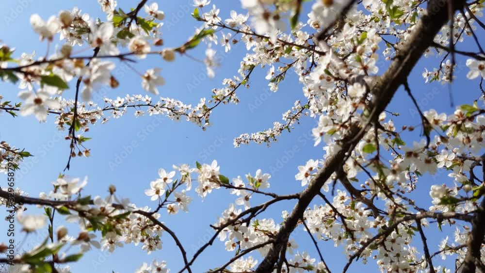 Fruit trees bloom beautifully in the garden in spring Fruit trees bloom beautifully in the garden in spring