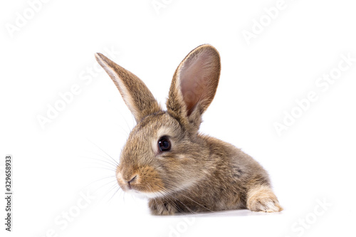 gray fluffy rabbit looking at the signboard. Isolated on white background. Easter bunny © Евгений Гончаров