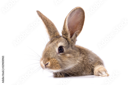 Fototapet gray fluffy rabbit looking at the signboard