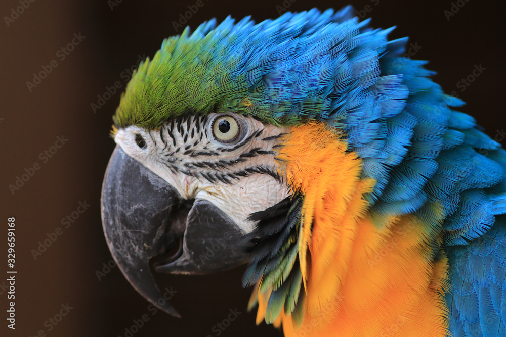 close-up of the face of the Blue-and-yellow Macaw