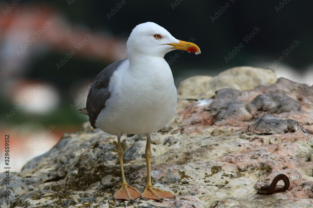 Lonely seagull (Yellow-legged gull / Larus michahellis) perched on a rock with the city in the background Lonely seagull (Yellow-legged gull / Larus michahellis) perched on a rock with the city in the background