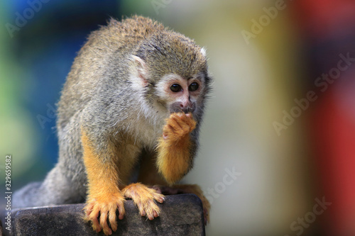 photo of mico eating in urban park of brazil