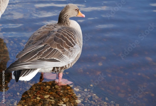 Graugans steht auf steinen am See