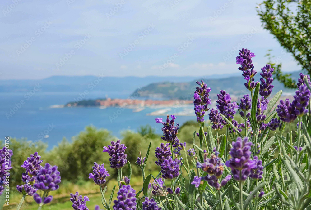 Obraz premium CLOSE UP: Detailed shot of a lavender shrub with coastal town in the background.